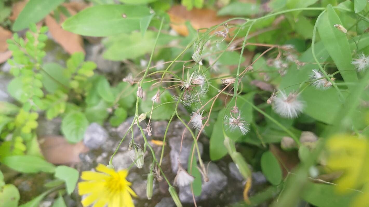 Ixeris chinensis flower