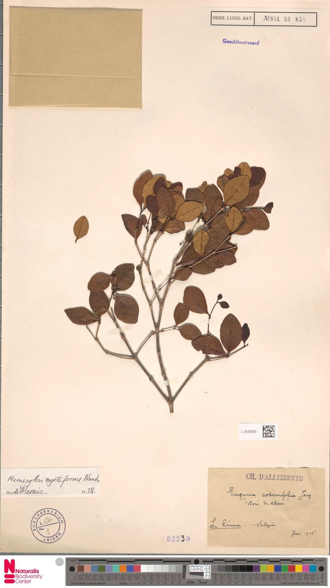 Memecylon myrtiforme — houseplant care guide