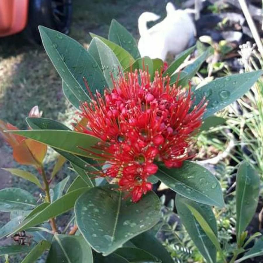 Xanthostemon longipes flower