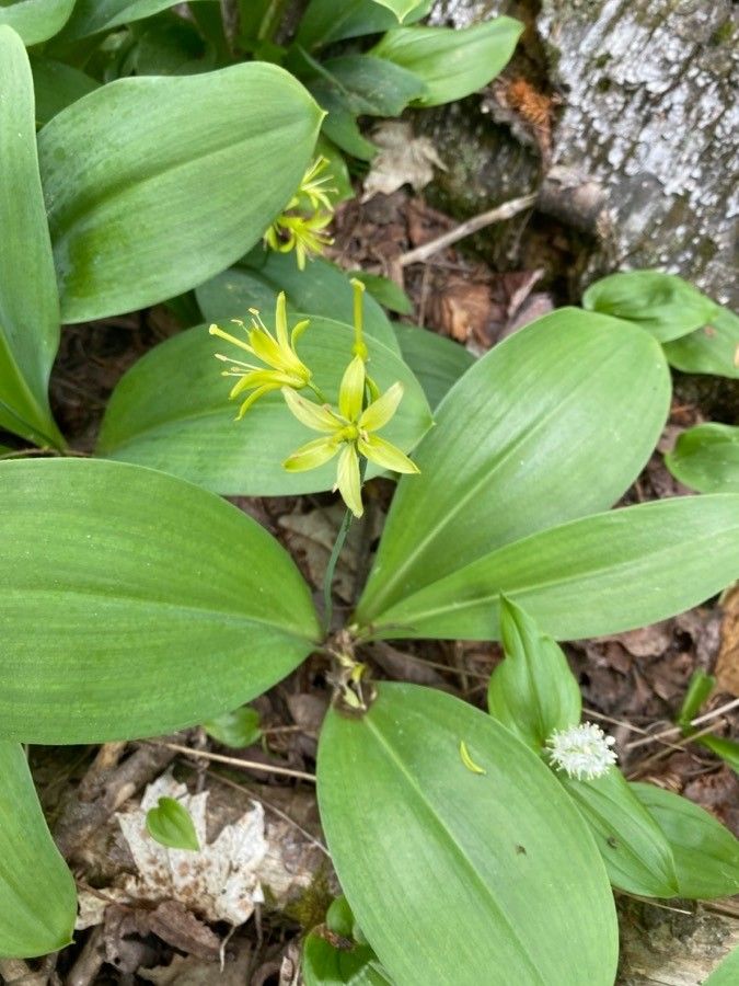 Clintonia borealis flower