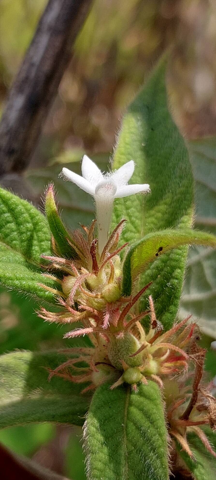 Sabicea acuminata flower