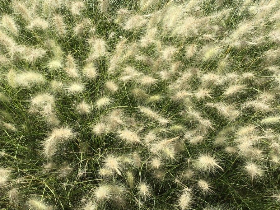 Pennisetum villosum fruit