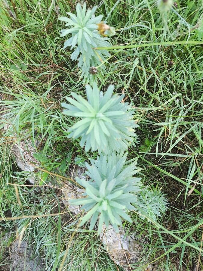 Euphorbia seguieriana leaf