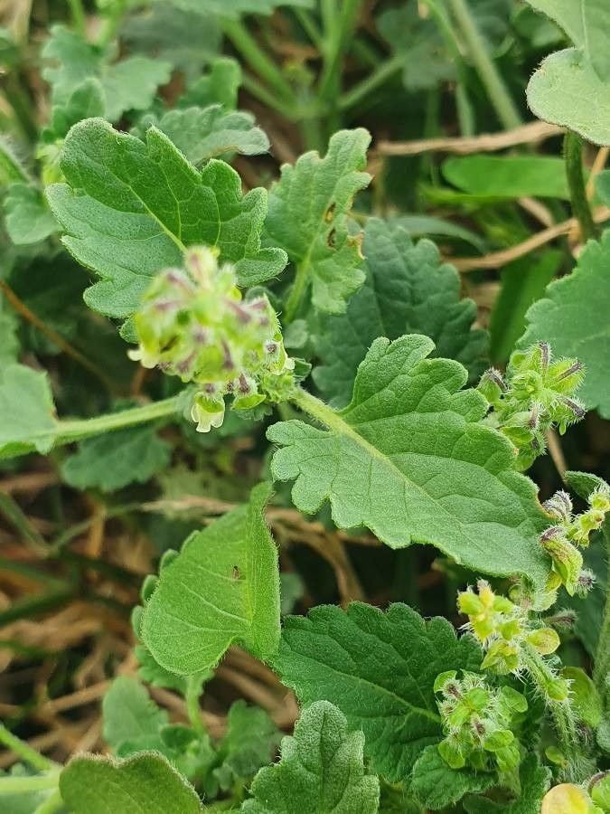 Orthosiphon pallidus leaf