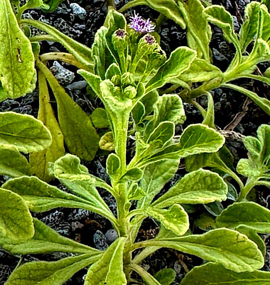 Cyanthillium maritimum — related species from the same genus