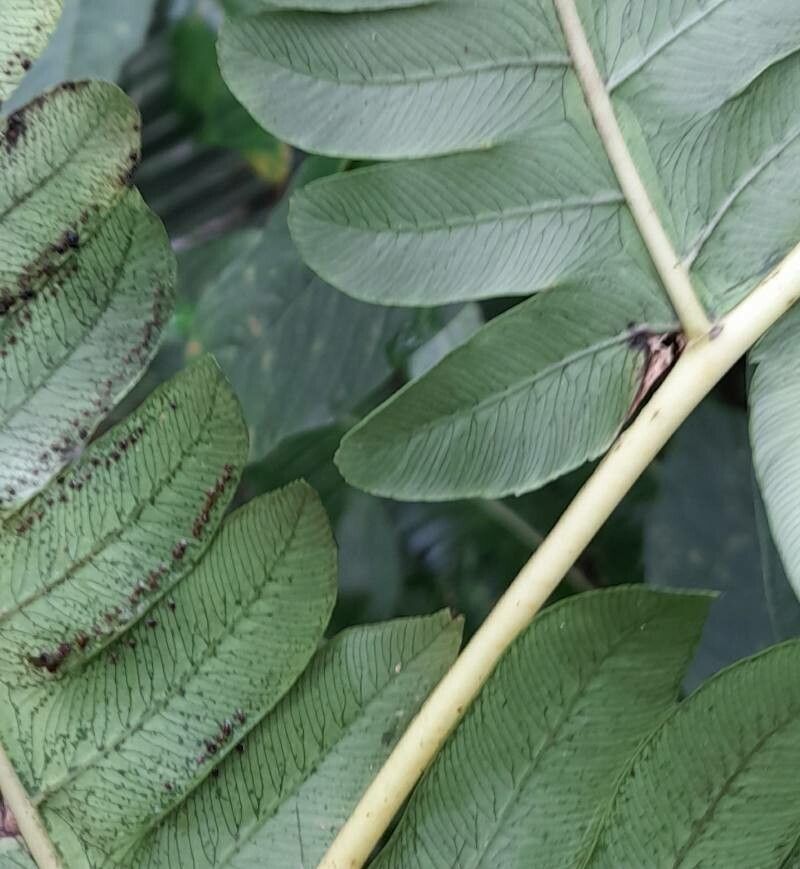 Cyathea horrida other