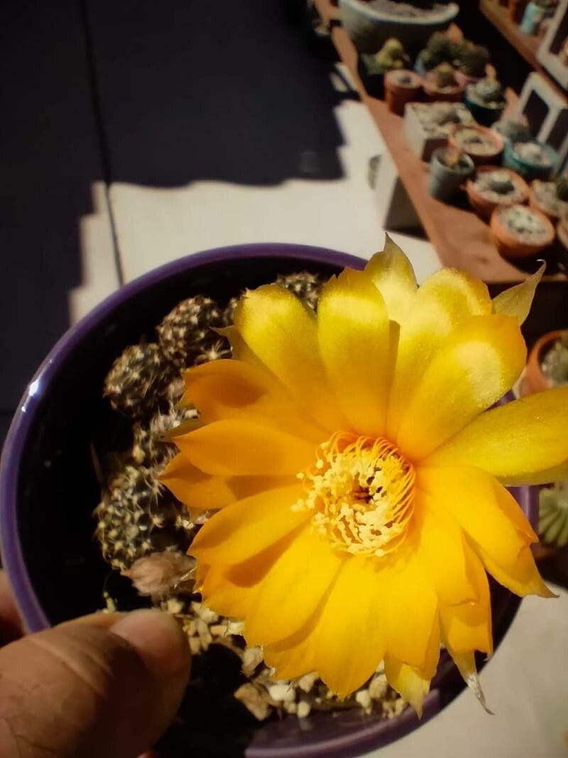 Rebutia arenacea flower