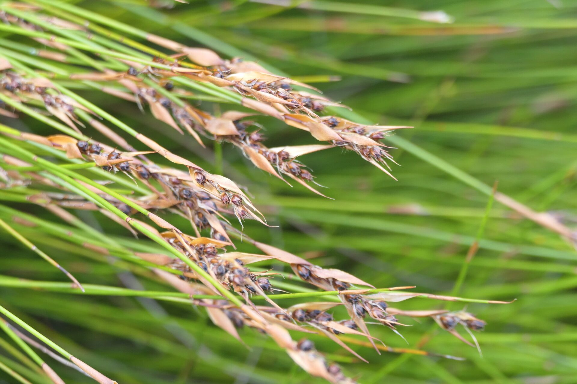 Elegia juncea — houseplant care guide