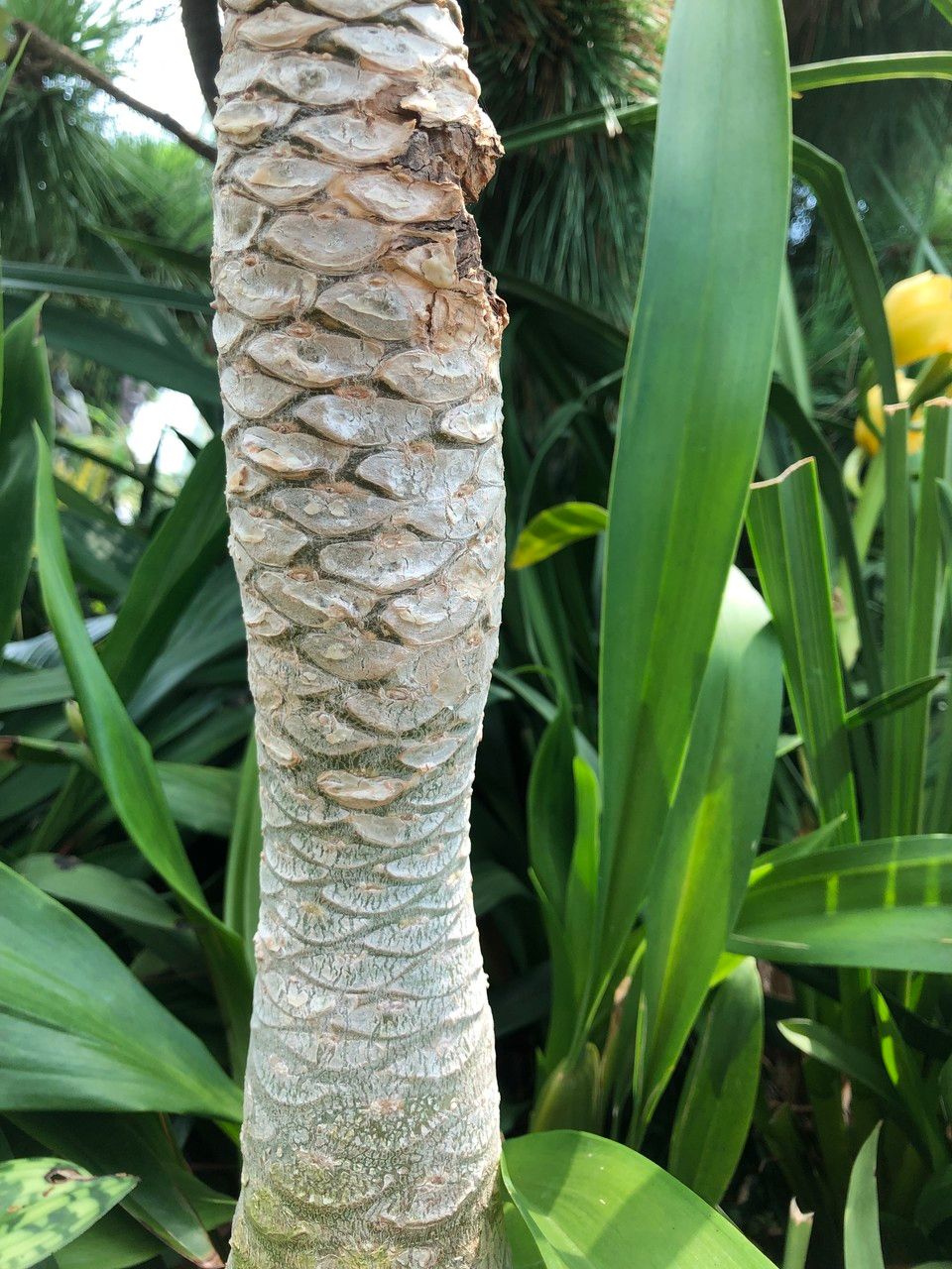 Brighamia insignis fruit