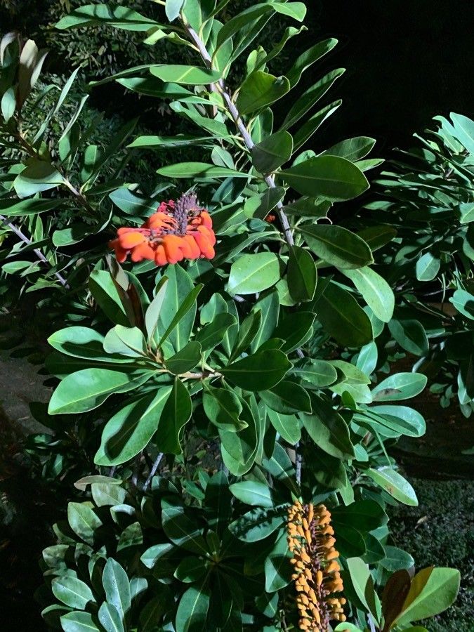 Norantea guianensis leaf