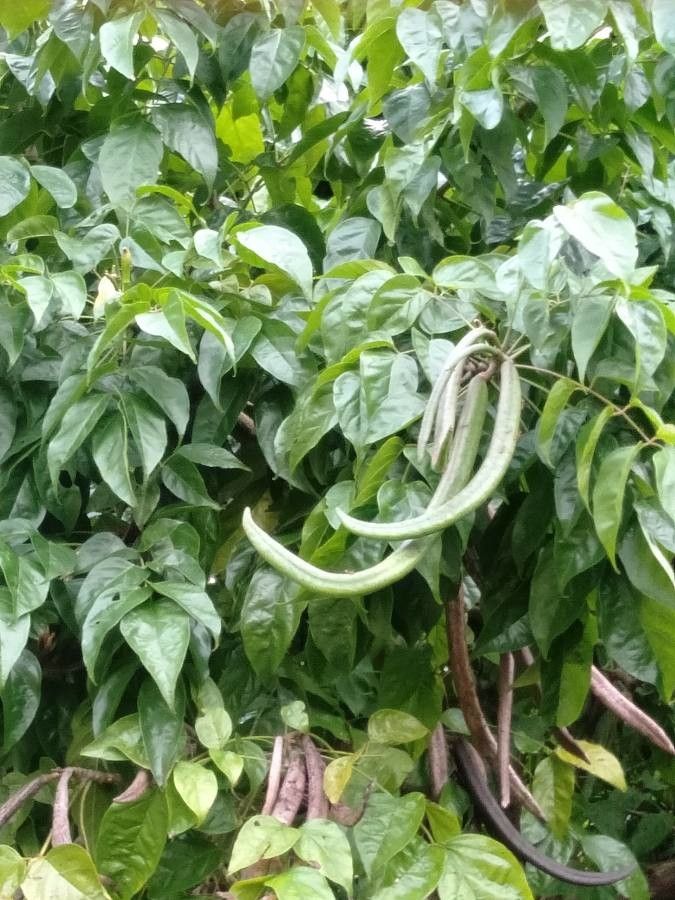 Dolichandrone spathacea fruit