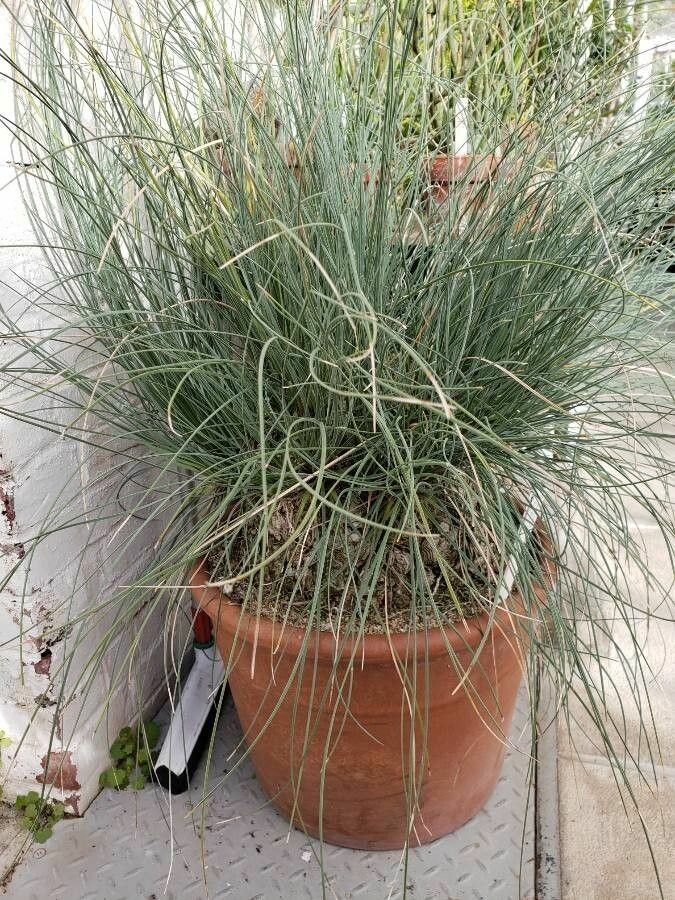 Beaucarnea hookeri habit