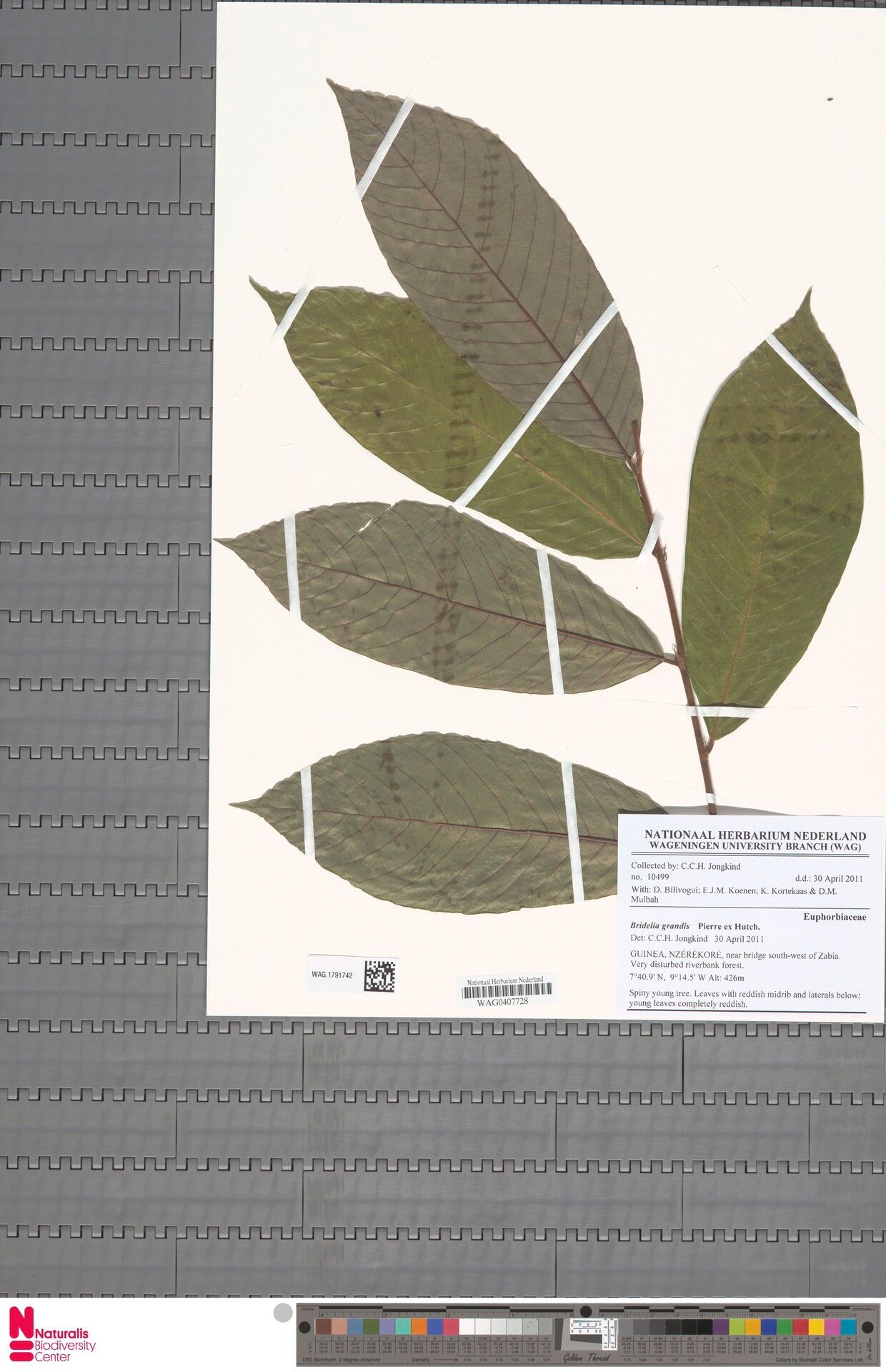 Bridelia grandis — houseplant care guide