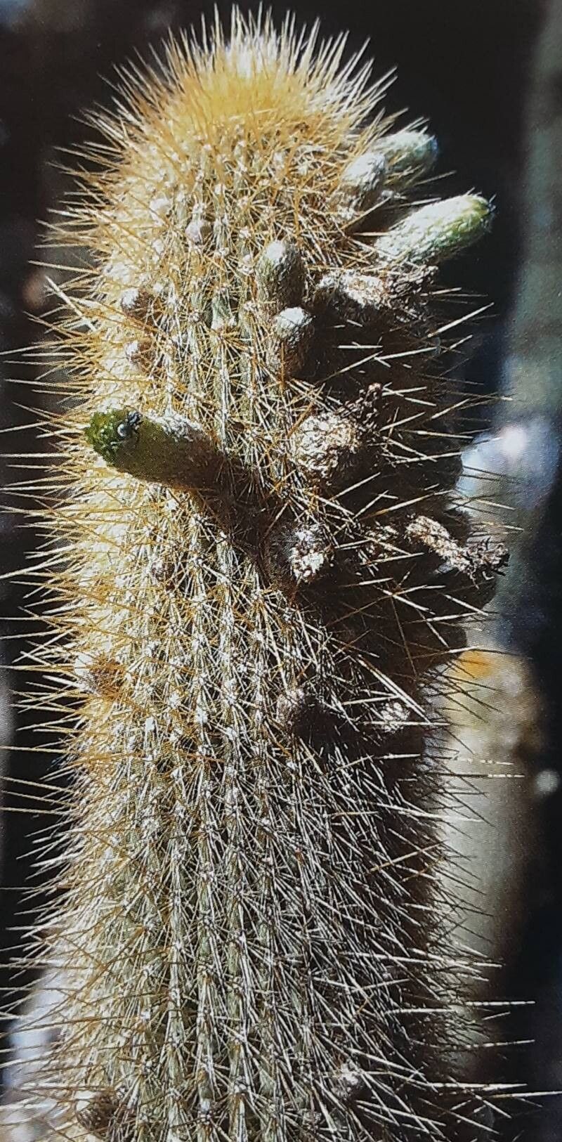 Cleistocactus micropetalus — search result for 'Cleistocactus'