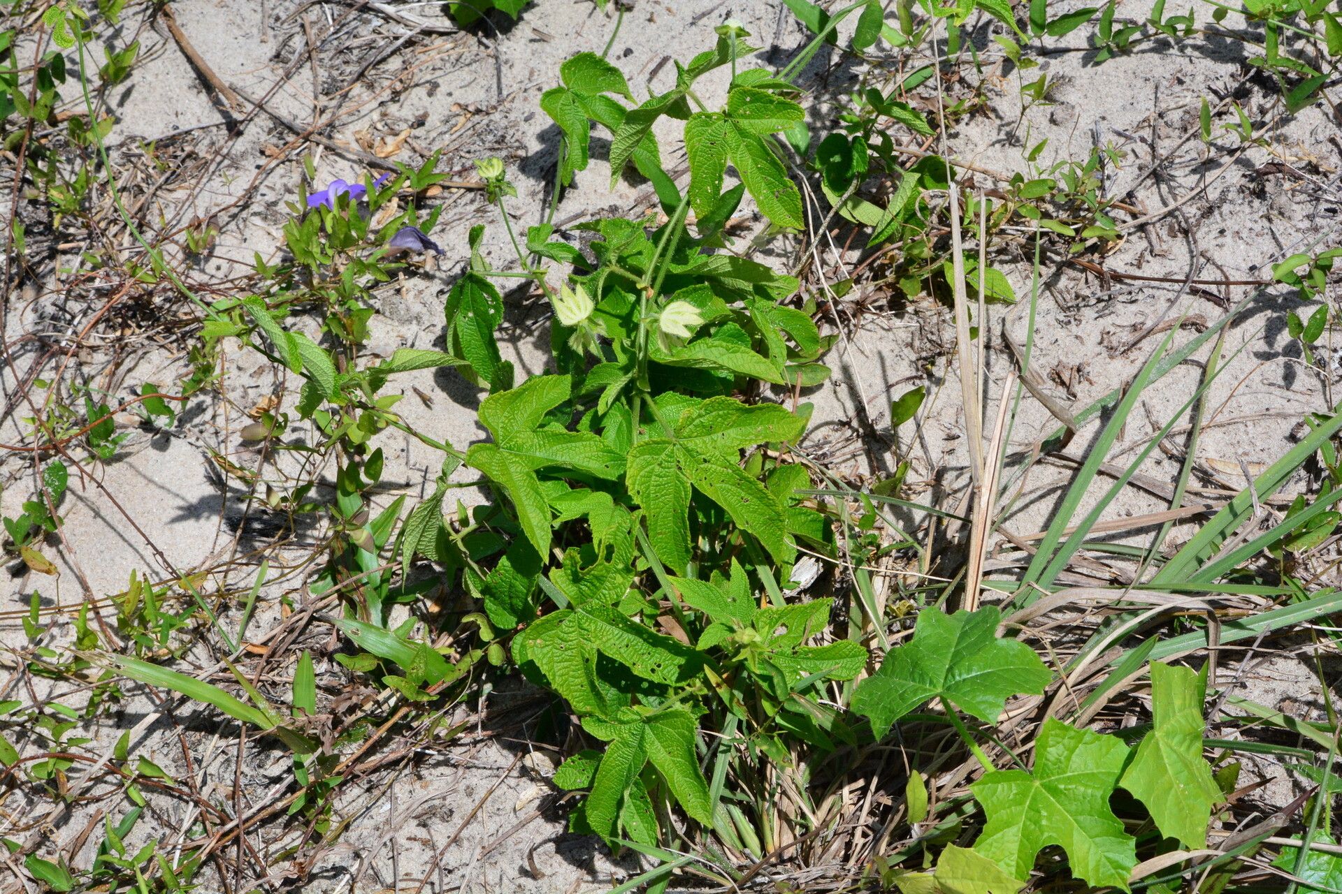 Dalechampia pernambucensis — houseplant care guide