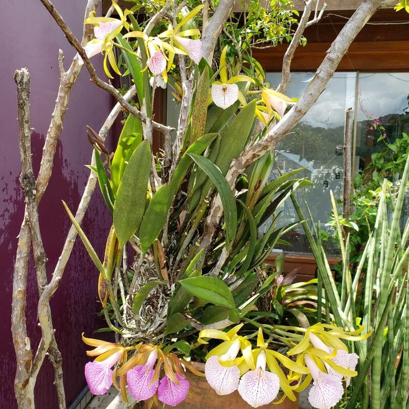 Cattleya bicolor habit