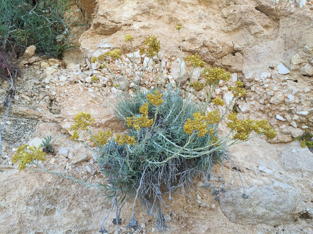 Helichrysum saxatile habit