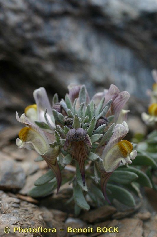 Linaria glacialis other