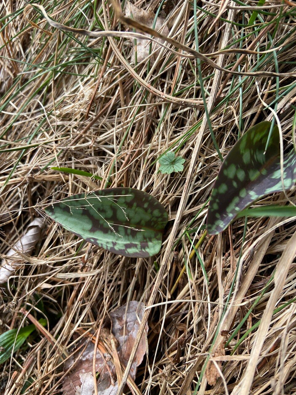 Erythronium dens-canis — search result for 'Liliaceae'