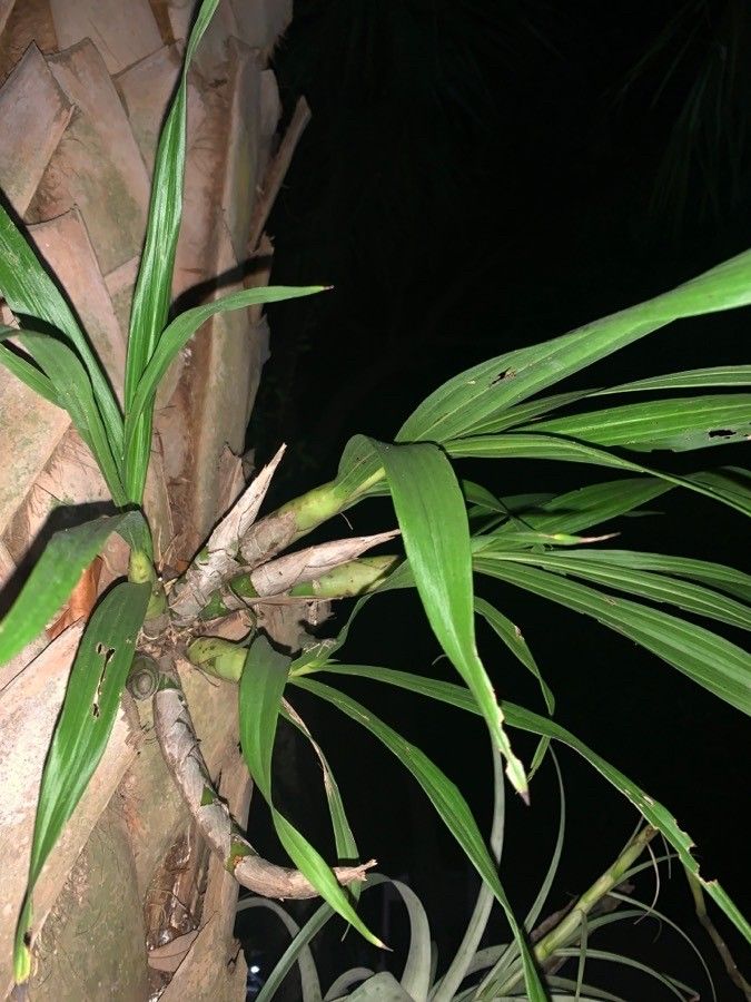 Cyrtopodium punctatum — houseplant care guide