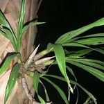 Cyrtopodium punctatum