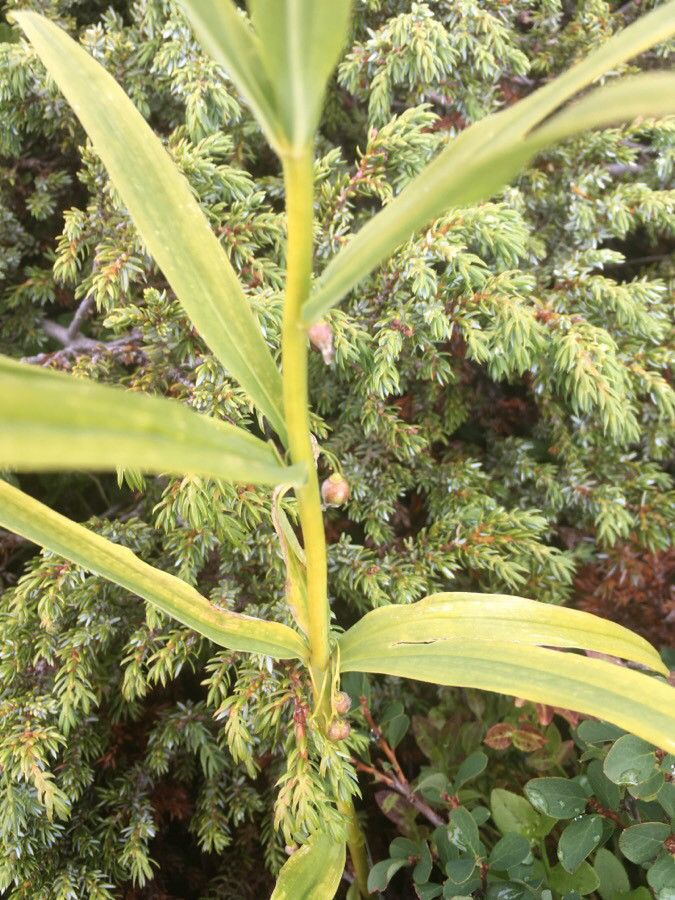 Polygonatum verticillatum fruit