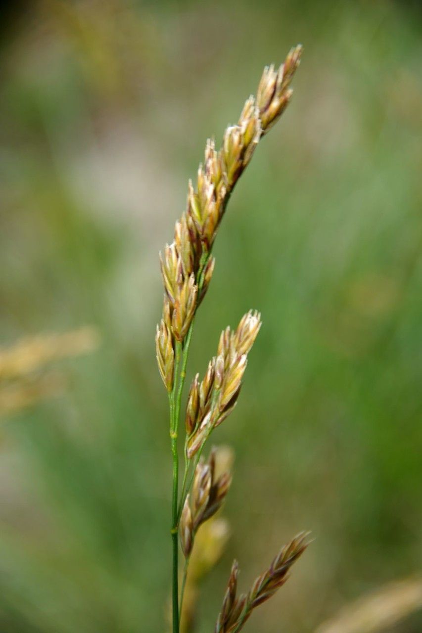 Poa chaixii fruit