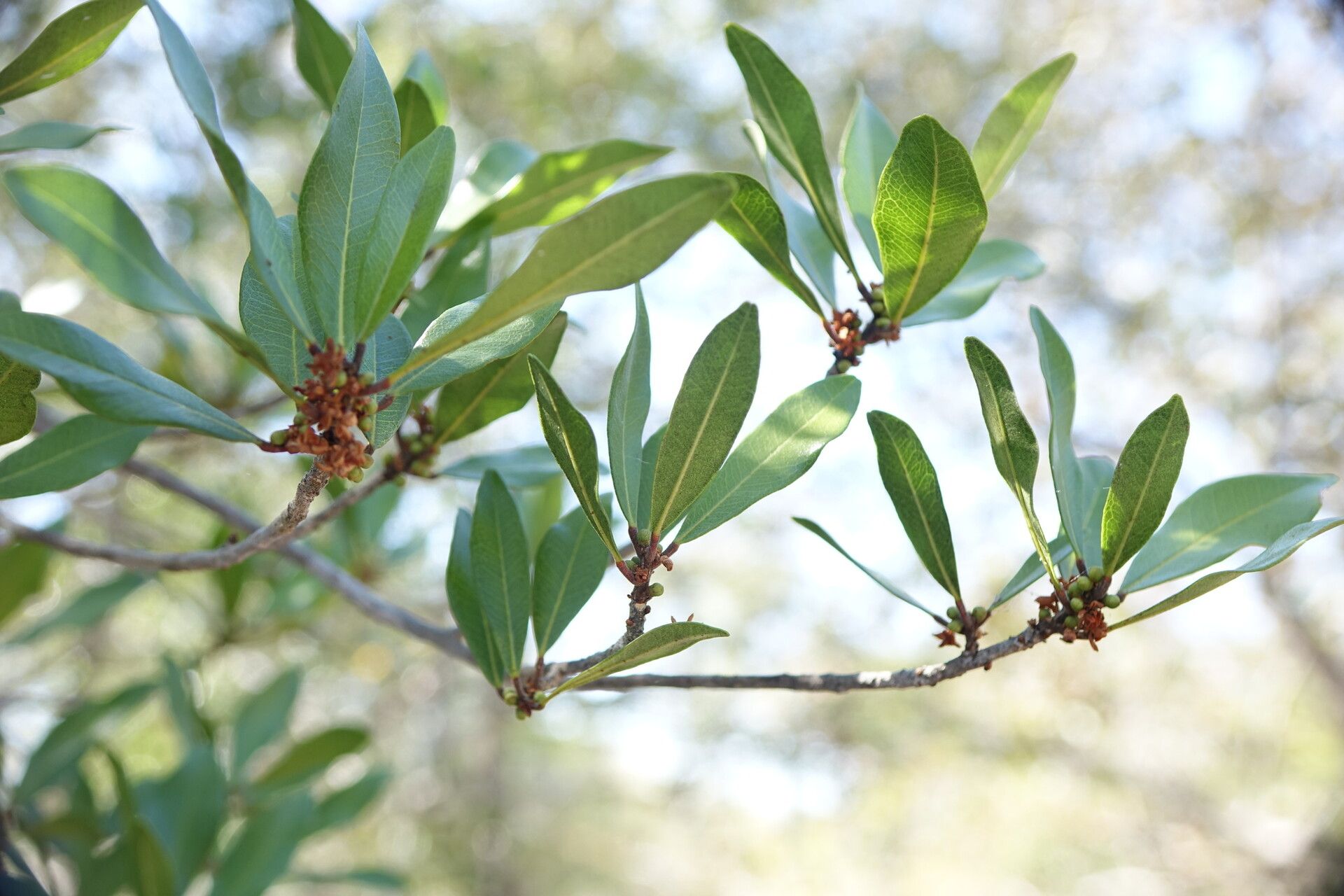 Vepris arenicola — search result for 'Vepris'