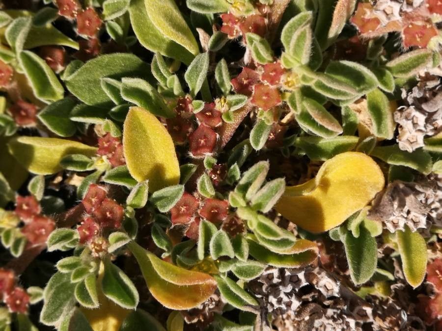 Aizoon canariense flower