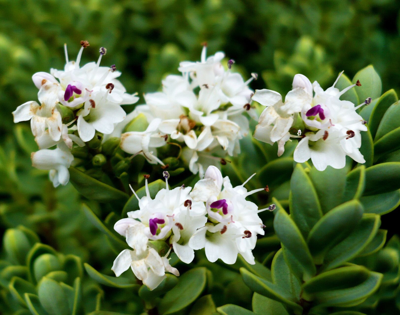 Veronica buchananii — houseplant care guide