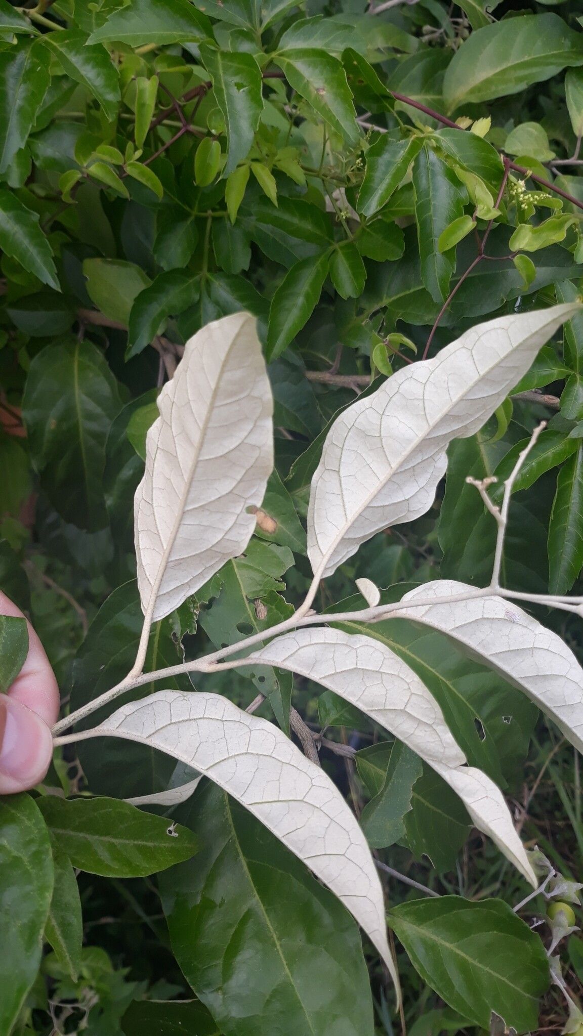 Solanum sanctae-catharinae leaf