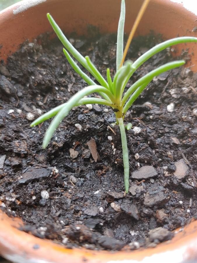 Phemeranthus calycinus — search result for 'Talinum'