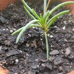 Phemeranthus calycinus