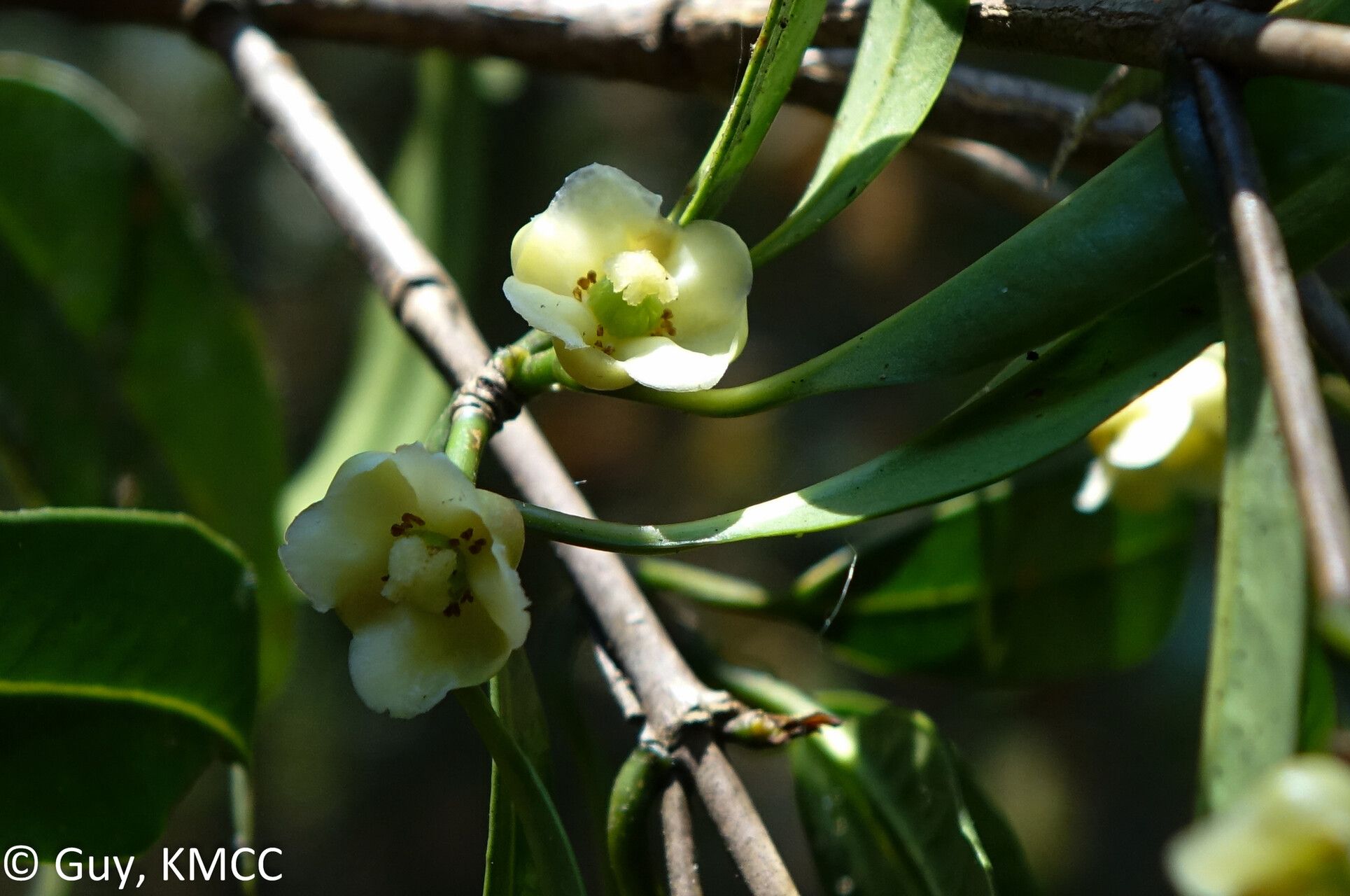 Garcinia pauciflora — houseplant care guide
