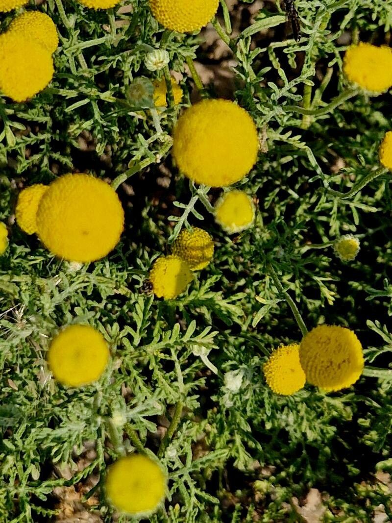 Oncosiphon pilulifer — related species from the same genus