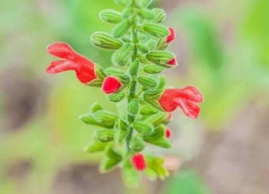 Salvia grewiifolia — houseplant care guide