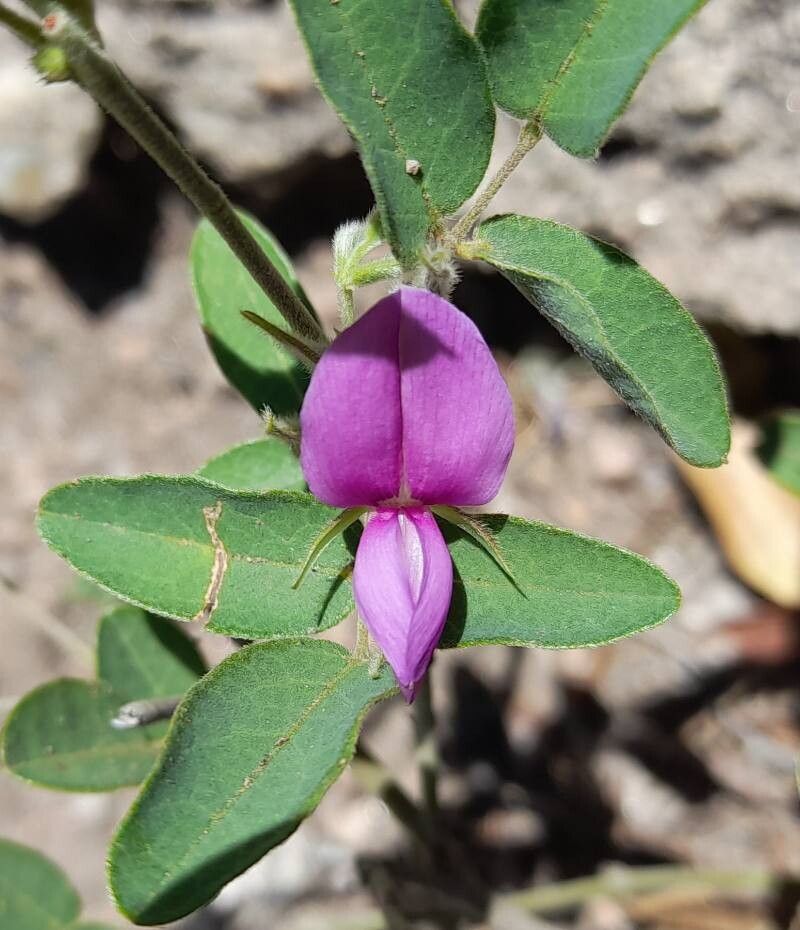 Galactia latisiliqua flower