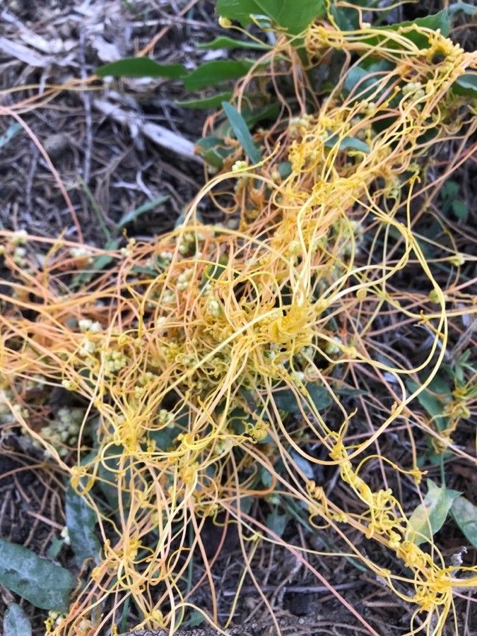 Cuscuta campestris — search result for 'Convolvulaceae'