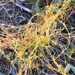 Cuscuta campestris