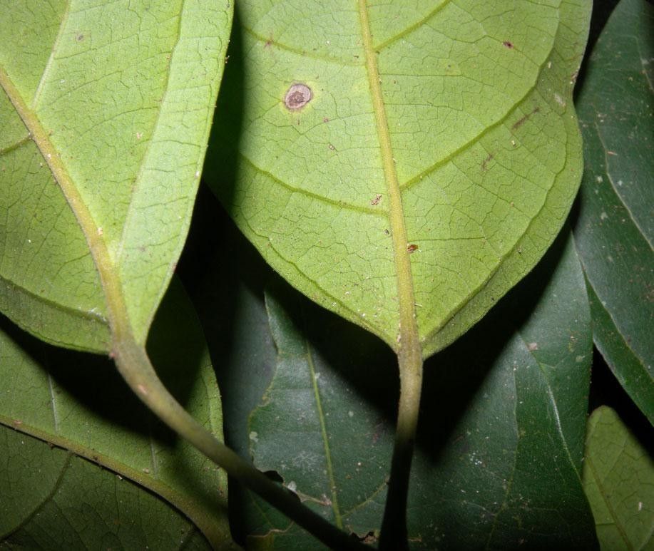 Fridericia florida leaf
