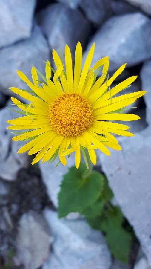 Telekia speciosissima flower