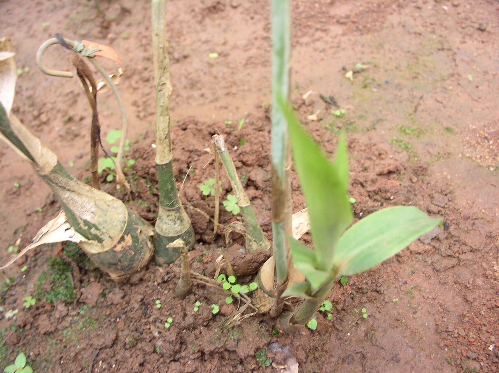 Eulophia euglossa habit