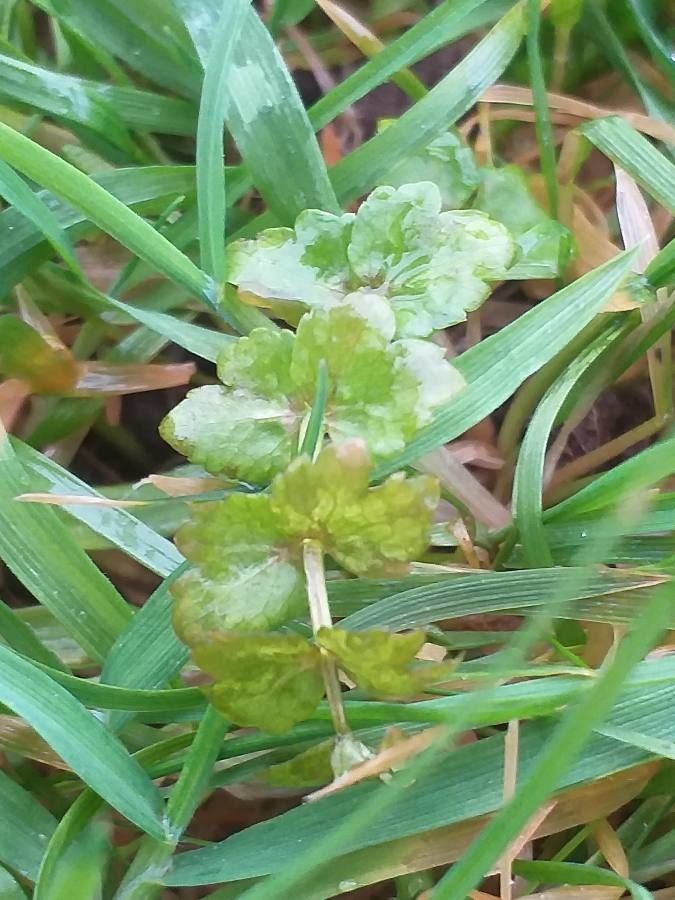 Helosciadium repens — related species from the same genus