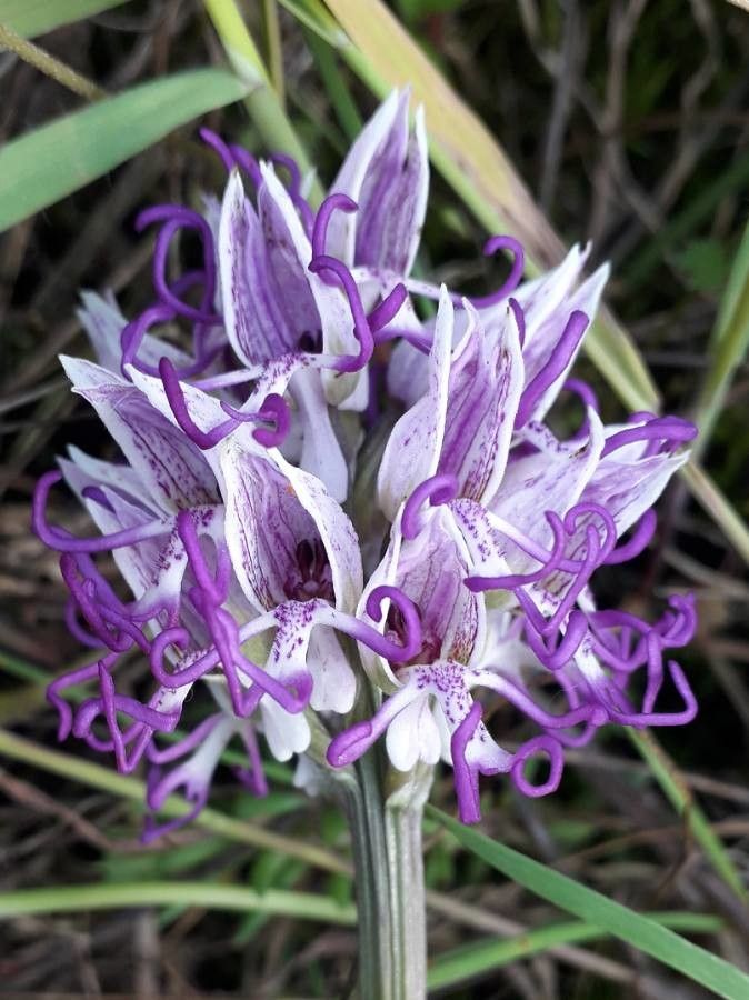 Orchis simia flower