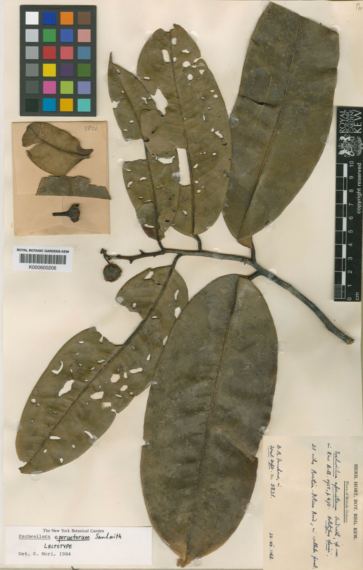 Eschweilera eperuetorum — houseplant care guide