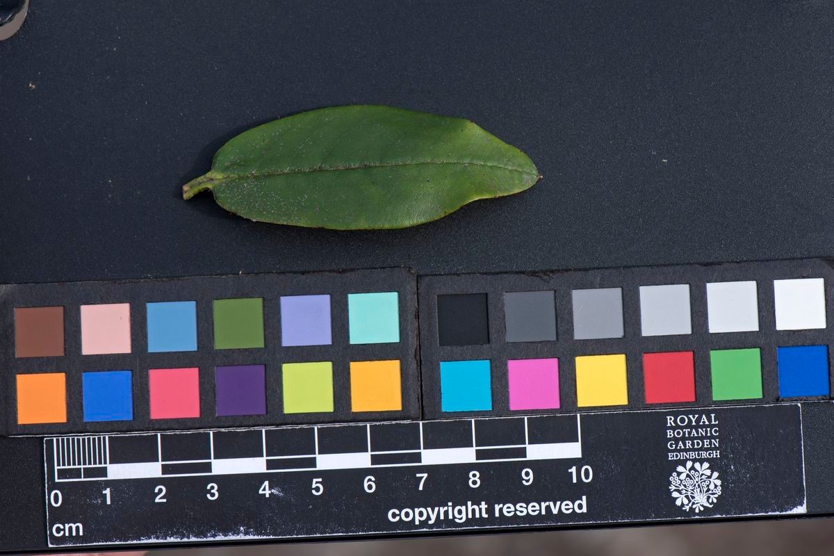 Rhododendron temenium — houseplant care guide