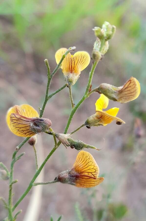 Adesmia grandiflora flower