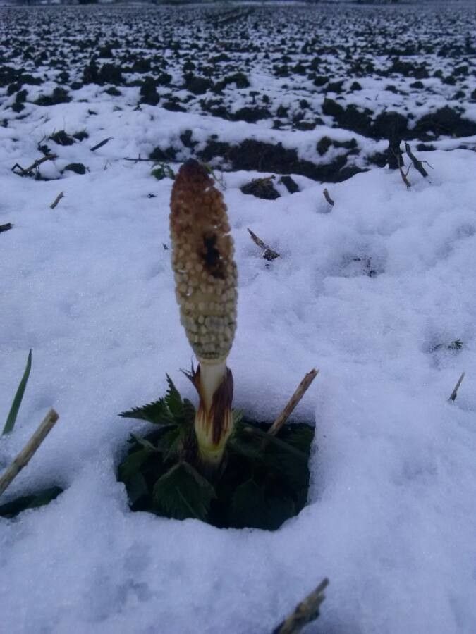 Equisetum telmateia fruit