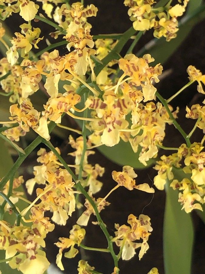Oncidium baueri flower