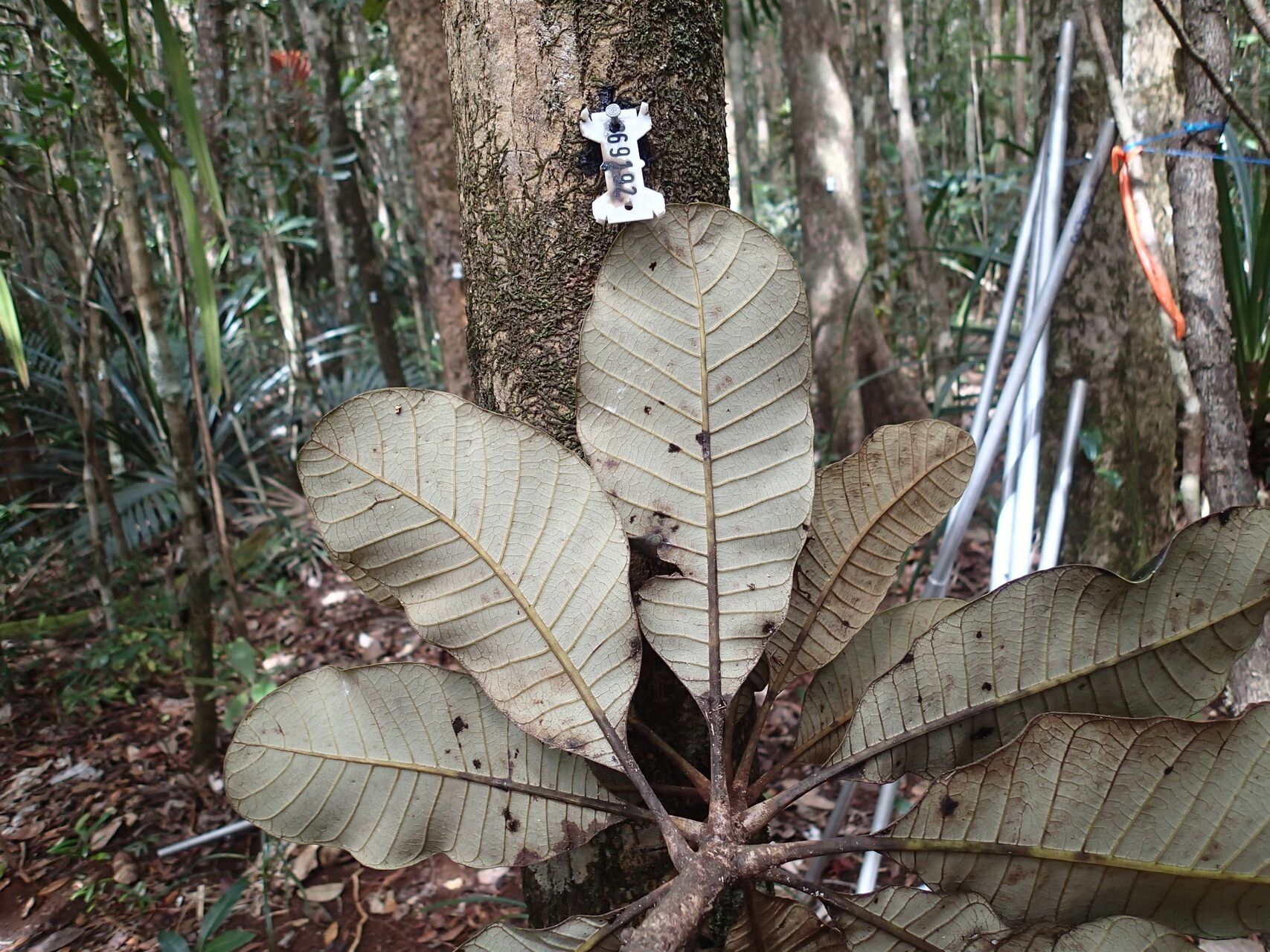 Semecarpus neocaledonicus leaf